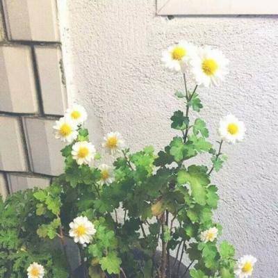 哪些故事的翻拍让你大失所望？